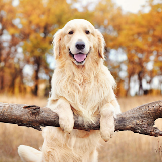 Buy Dog Products & Supplies Online at StriWears Pet Shop