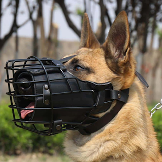 Buy Pet Training Aids & Supplies for Effective Training Online at StriWears Pet Shop